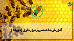 آموزش زنبورداری در خانه -اولین کلونی