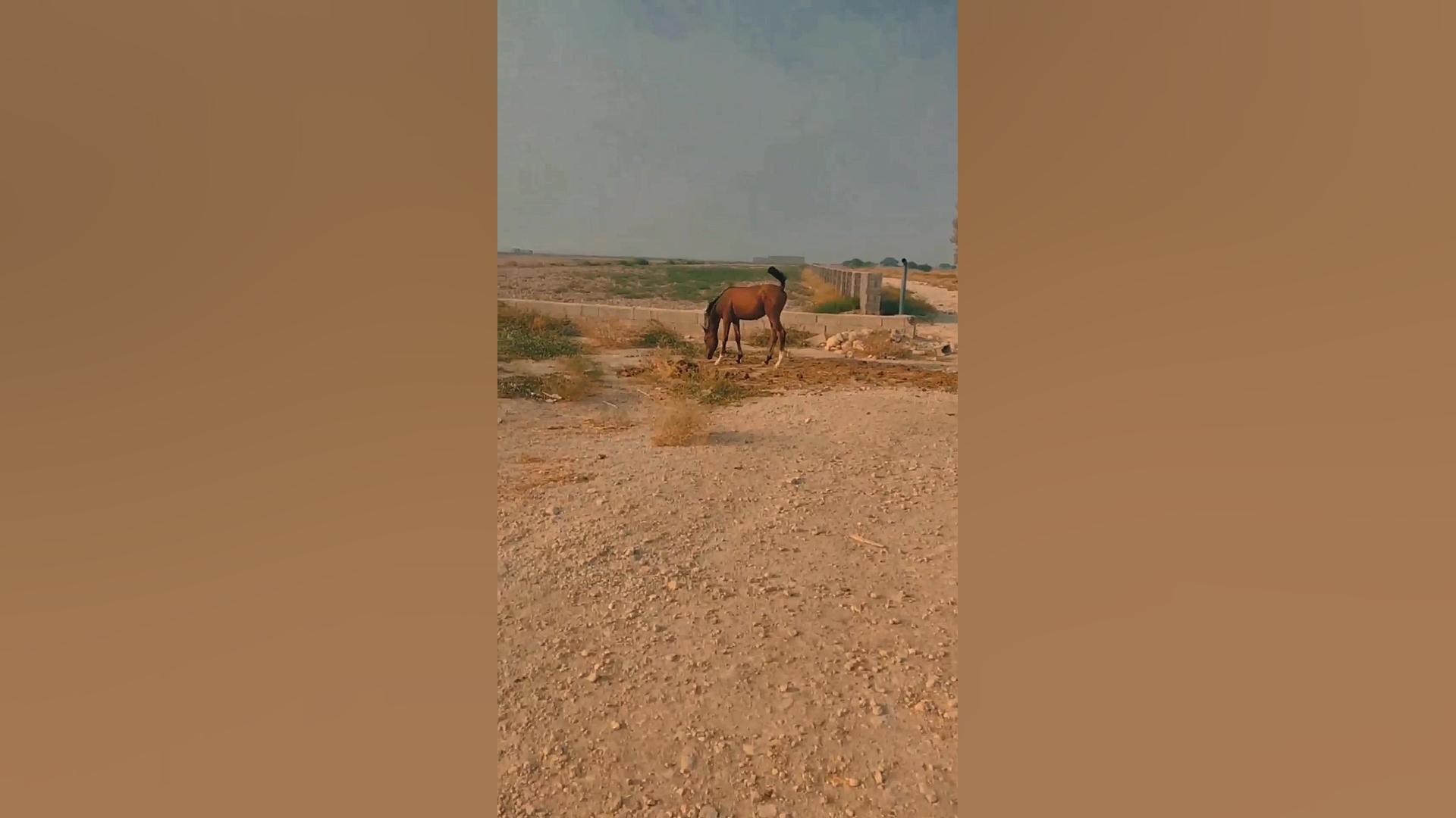 شاه سوند پروتز سینه