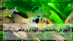 آموزش پرورش ماهی های آکواریومی-ماهی زینتی-آموزش پرورش پرورش سیچلید آفریقایی