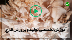 آموزش کامل پرورش قارچ-قارچ-پرورش قارچ- ( مرحله هوادهی در پرورش قارچ )