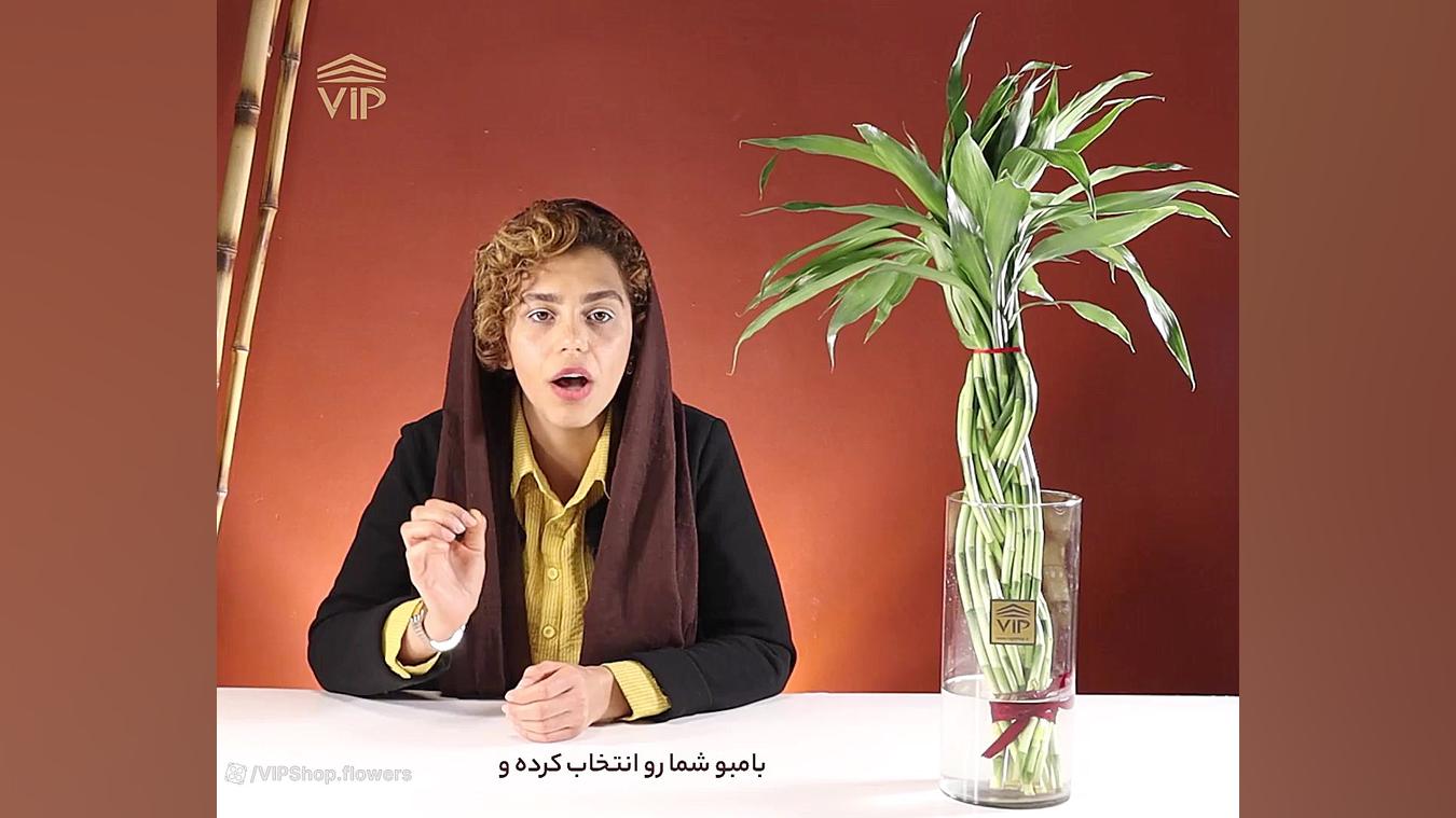 4 بیماری گیاه بامبو و معرفی آسان ترین روش های درمان -مجله گل و گیاه VIP Shop زمان211ثانیه