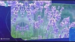 خواص اسطوخدوس
