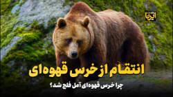 انتقام از خرس قهوه ای انتقام از خرس قهوه ای