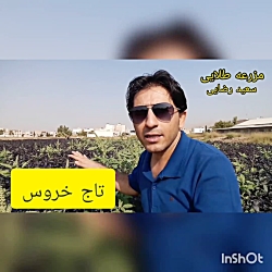 تاج خروس در مزرعه ریحان