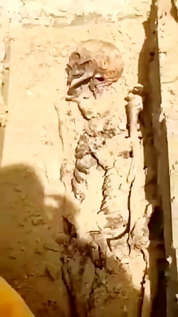 چه بدر دادم می خورد  .
