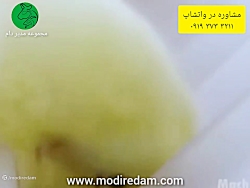 زنجیره کامل پرورش مرغ گوشتی - مشاوره در واتساپ 3211 373 0919