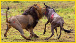 شکار وایلدبیست و گورخر رها توس...