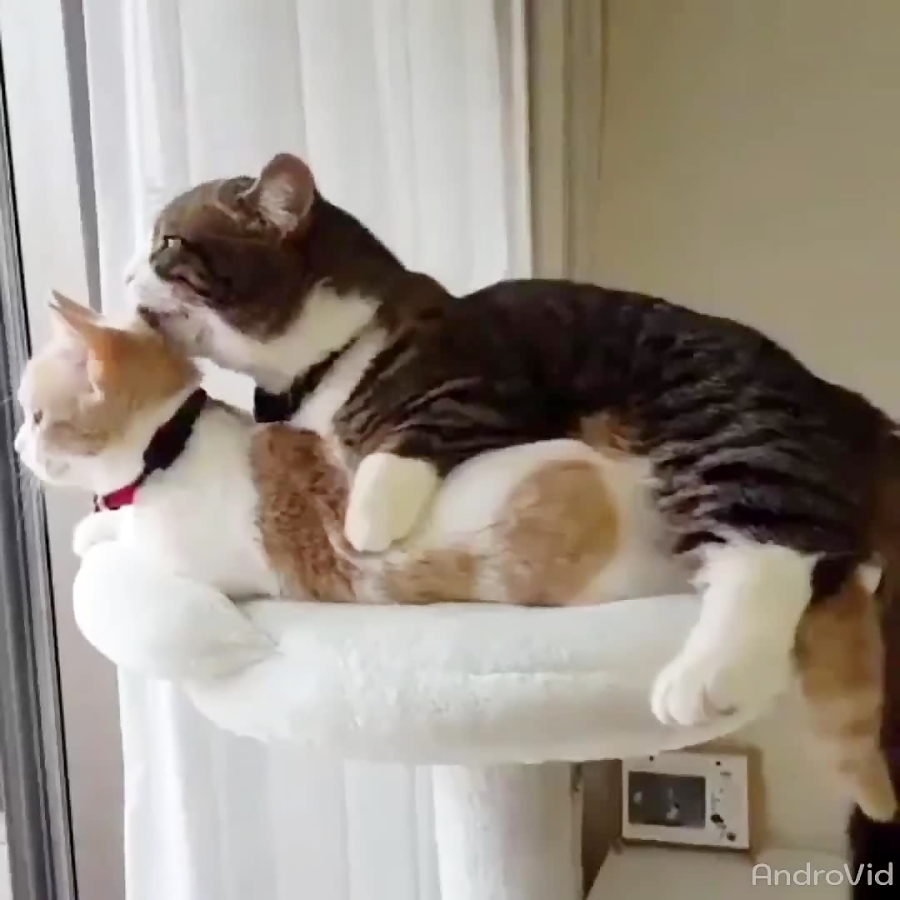 Коты обнимаются видео