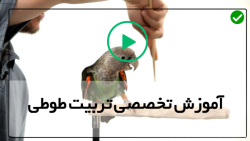 فیلم آموزش تربیت طوطی-اهلی کردن طوطی-برخی از نشانه های پرنده بیمار