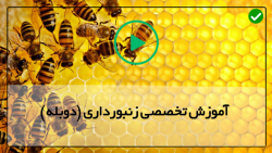 آموزش پرورش ملکه زنبور عسل-جمع آوری زنبور عسل-اولین کلونی