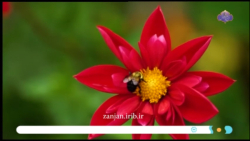 تبریک حلول ماه مبارک ربیع الاول
