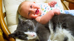 کلیپ طنز کودکان و گربه ها ، طن...