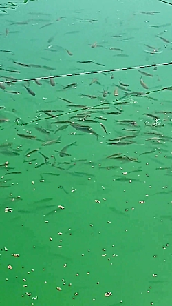 پرورش ماهی رها سازی ماهی آمور در استخر پیش ساخته