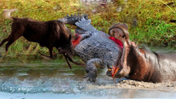 حیات وحش  قدرت اتحاد بین کرگدن...