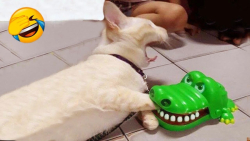 کلیپ طنز گربه خانگی ، کلیپ طنز...