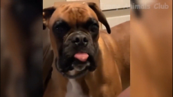 طنز خانواده حیوانات |حیوانات ا...