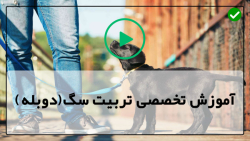 نحوه تربیت سگ هاسکی-سه اشتباه بزرگ در آموزش سگ و نحوه اجتناب از آنها