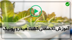 آموزش مرحله به مرحله کاشت  هیدروپونیک