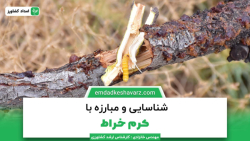 مبارزه با کرم خراط
