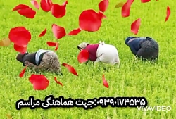 مداحی گیلانی مداح شمالی در سراسر گیلان09386337925