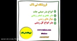 بذر چمن ، تخم چمن ، بذر چمن فضای سبز ، ۰۹۱۹۷۴۳۳۴۵۳ بذر چمن ، تخم چمن ، بذر چمن فضای سبز ، ۰۹۱۹۷۴۳۳۴۵۳