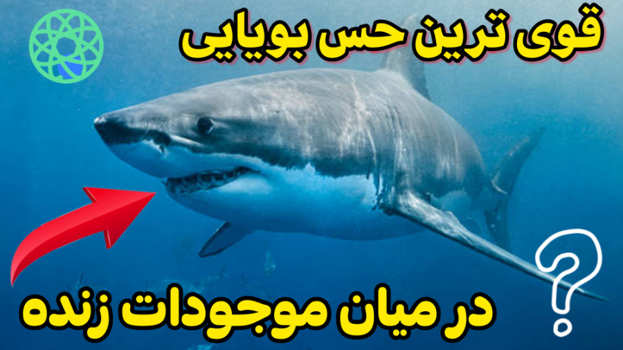 قوی ترین حس بویایی در میان موجودات زنده پست اردکی