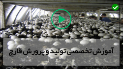 تولید قارچ در منزل-آموزش رایگان پرورش قارچ-پرورش قارچ در قوطی قهوه