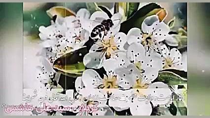 مولودی خوانی سید علی هاشمی