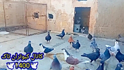 جلد کردن کبوترای داخل حیاط