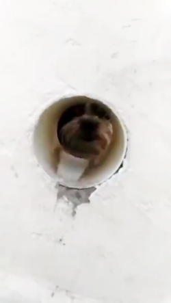 خودم ریختم برگام موند