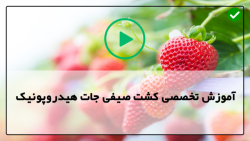 آموزش صفر تا صد کشت هیدروپونیک در خانه-پژمردگی برگ ها