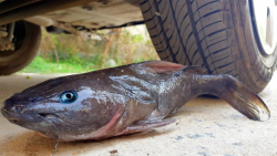 له کردن وسایل کیوت زیر چرخ ماش...