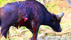 بوفالو در طبیعت مجروح می شود و...