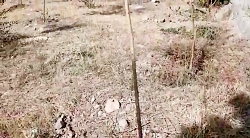 گزارش درختان کاشته شده کنار جاده پارک ساحلی مورخ ۱۴ مهر ۱۴۰۱