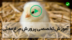 پرورش مرغ محلی در روستا-پرورش مرغ-ساخت پیشرفته دستگاه جوجه کشی