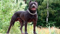 نبرد سگ پیتبول در مقابل گاومیش...