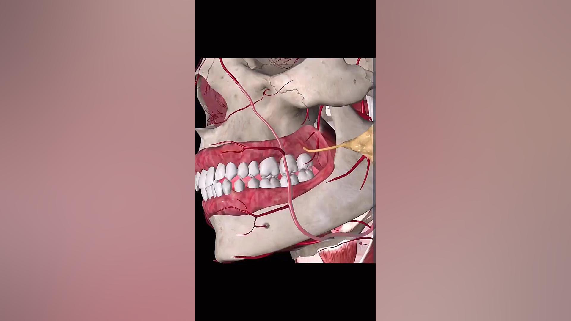 آشنایی با آناتومی صورت برای انجام سونوگرافی زیبایی پوست