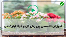 آموزش هنر پرورش گل و گیاه-آموزش کاشت گل-بونسای فیکوس رتوزا