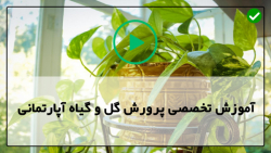 آموزش پرورش گل و گیاه در خانه-پرورش گل-قلمه زدن گیاه سانسوریا