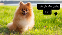 خوشگل ترین سگ های دنیا