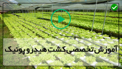 از اول  تا  آخر کاشت  هیدروپونیک