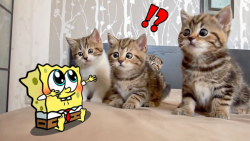کلیپ طنز باب اسفنجی و گربه ، ط...