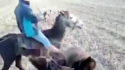 جنگ سگ ها/نبرد سگ های وحشی/جنگ سگ ها