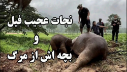 کلیپ زیبا از نجات یک فیل و بچه اش