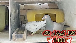 نکته ای در مورد جوجه کشی