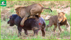 30 لحظه وحشتناک زمانی که اسب آ...