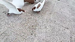 نمایشی از جوجه ساده ها