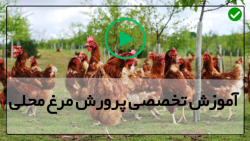 دوره رایگان پرورش مرغ محلی-پرورش مرغ-زمانبندی تخم گذاری مرغ
