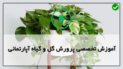 آموزش قلمه زدن گیاهان-پرورش گل و گیاه در خانه-تکثیر درسنا گل پرچمی