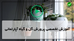 آموزش نگهداری از گیاهان آپارتمانی-گل و گیاه